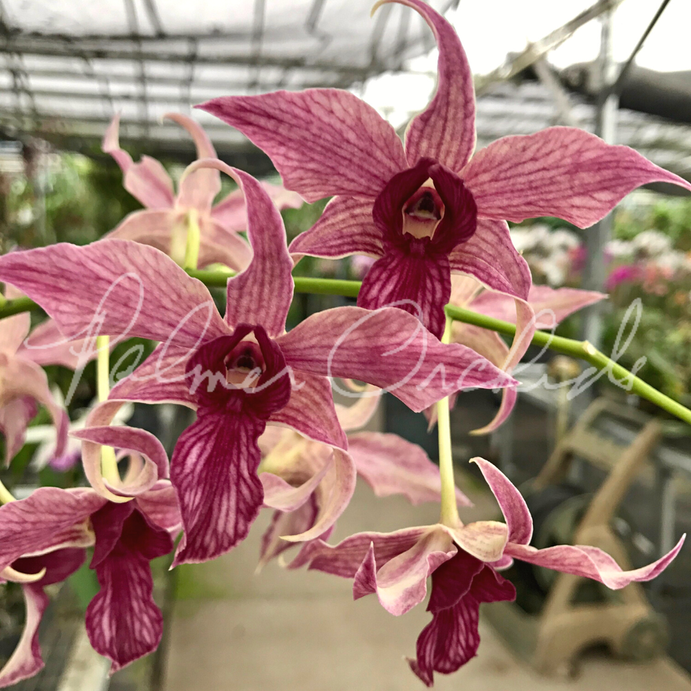 ディシラ　エベイユドゥローズ Den.+Hawaii+Spectacular+Palmer